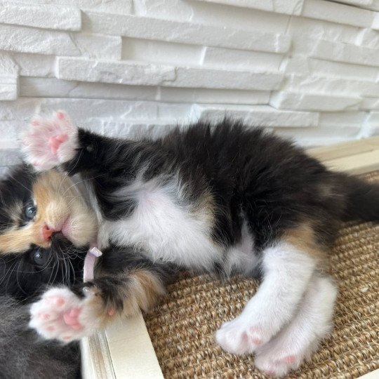 chaton Sibérien black tortie & blanc Akéa Chatterie des Nuits d'Or