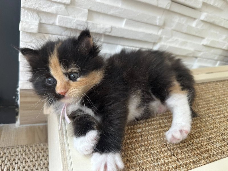 Akéa Femelle Sibérien