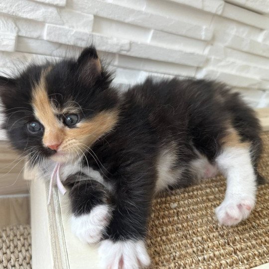 Akéa Femelle Sibérien