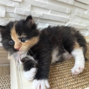 chaton Sibérien black tortie & blanc Akéa Chatterie des Nuits d'Or