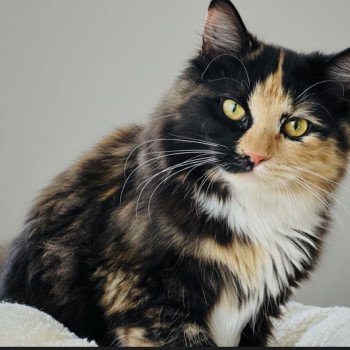 chat Sibérien black tortie & blanc Akéa Chatterie des Nuits d'Or