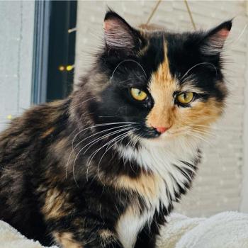 chat Sibérien black tortie & blanc Akéa Chatterie des Nuits d'Or
