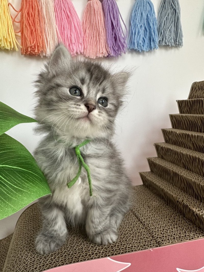 Aïko Mâle Sibérien