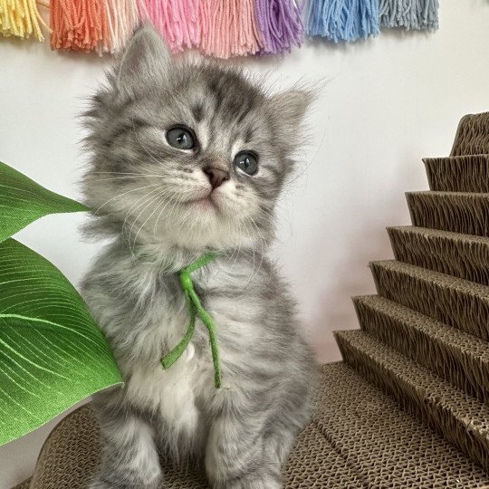 chaton Sibérien blue silver blotched tabby Aïko Chatterie des Nuits d'Or