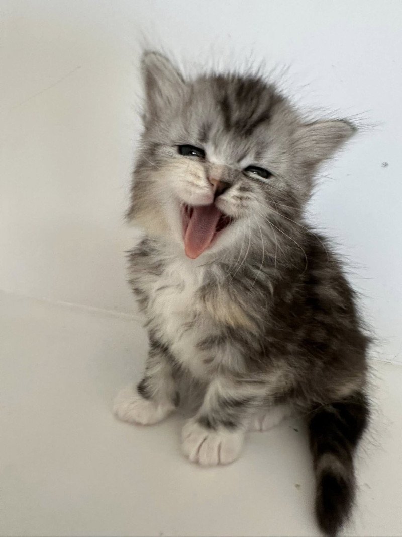 Astra Femelle Sibérien