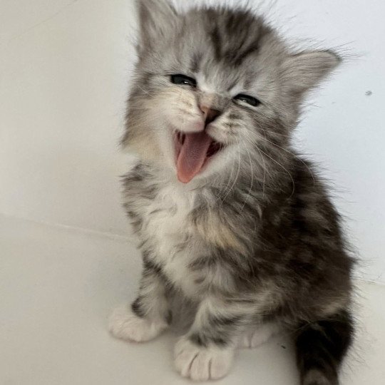 chaton Sibérien black tortie silver blotched tabby & blanc Astra Chatterie des Nuits d'Or