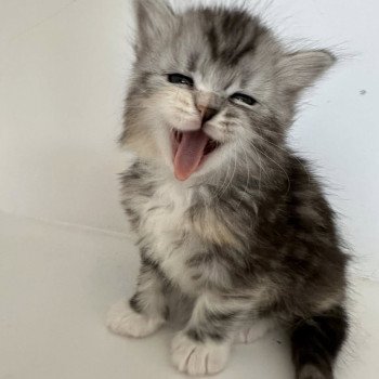 chaton Sibérien black tortie silver blotched tabby & blanc Astra Chatterie des Nuits d'Or