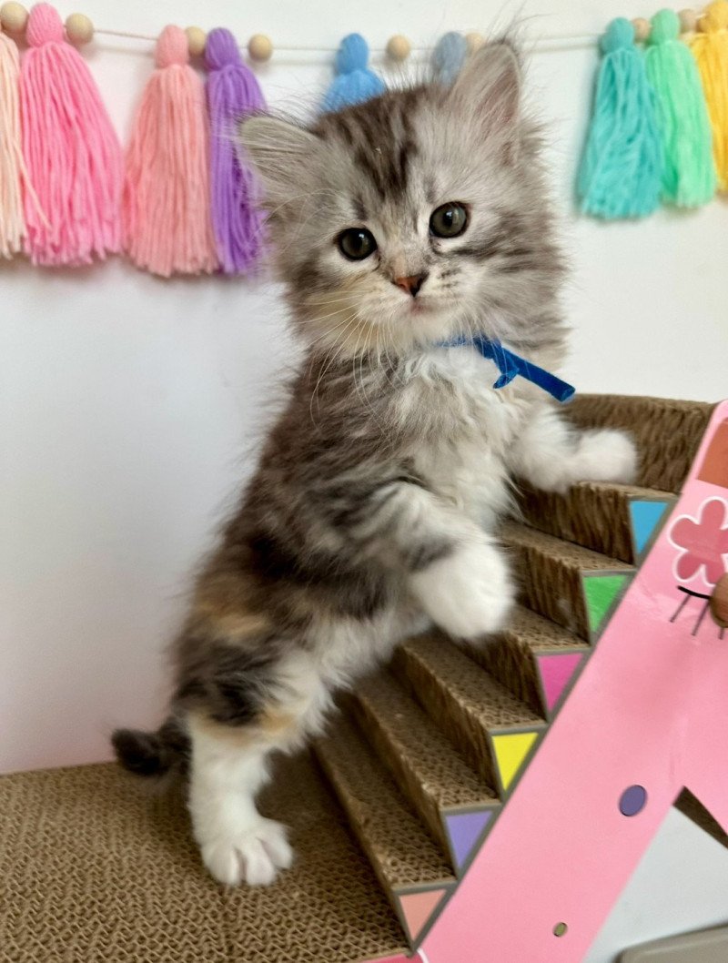 Astra des Nuits d'Or Femelle Sibérien