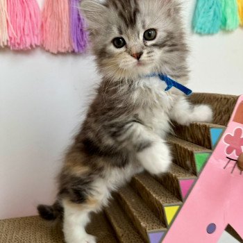 chaton Sibérien black tortie silver blotched tabby & blanc Astra Chatterie des Nuits d'Or