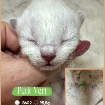 chaton Ragdoll Chatterie des Nuits d'Or