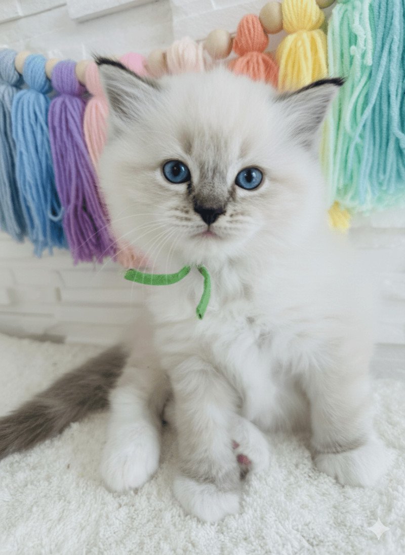 Apple des Nuits d'Or Mâle Ragdoll