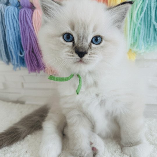 Apple des Nuits d'Or Mâle Ragdoll