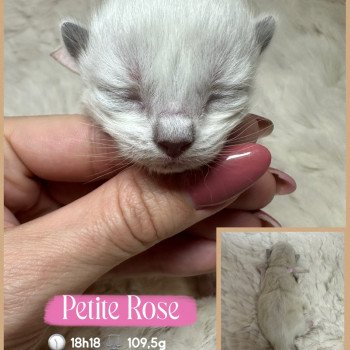chaton Ragdoll Chatterie des Nuits d'Or