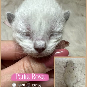 chaton Ragdoll Altesse Chatterie des Nuits d'Or