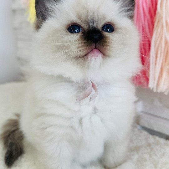 Altesse des Nuits d'Or Femelle Ragdoll