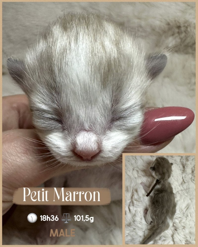 Aiskimo Mâle Ragdoll