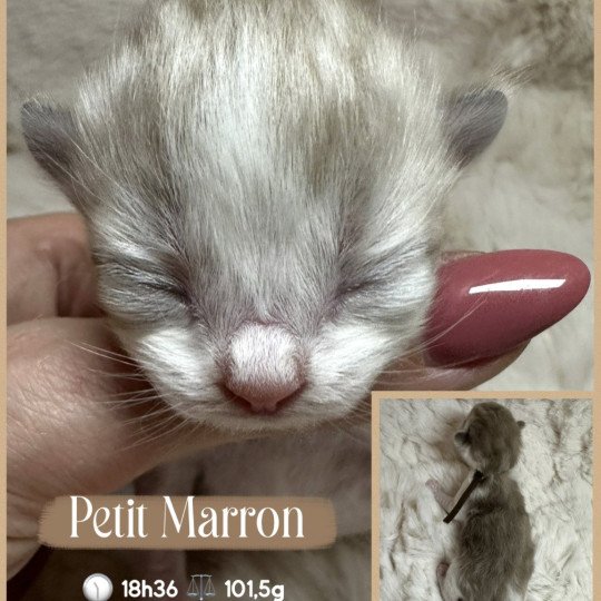 chaton Ragdoll Chatterie des Nuits d'Or