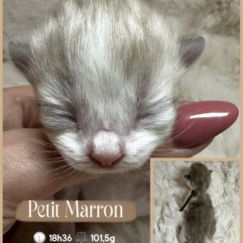 chaton Ragdoll Chatterie des Nuits d'Or