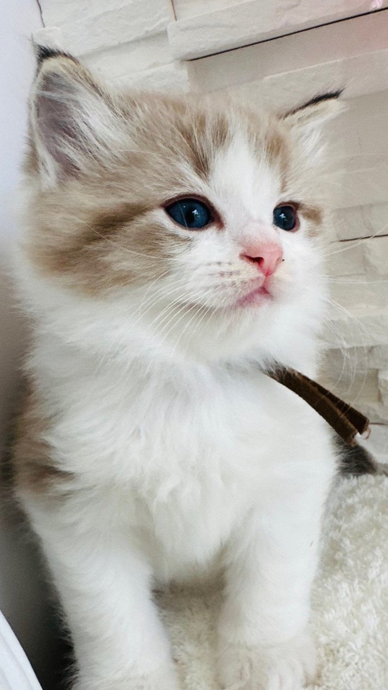 Aiskimo des Nuits d'Or Mâle Ragdoll