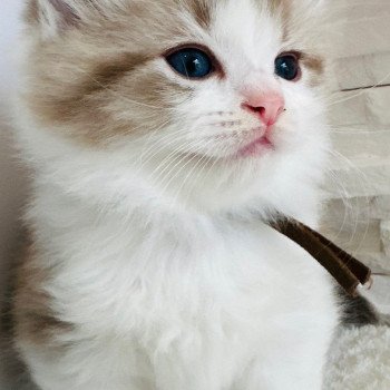 chaton Ragdoll seal tabby mink bicolor Aiskimo Chatterie des Nuits d'Or
