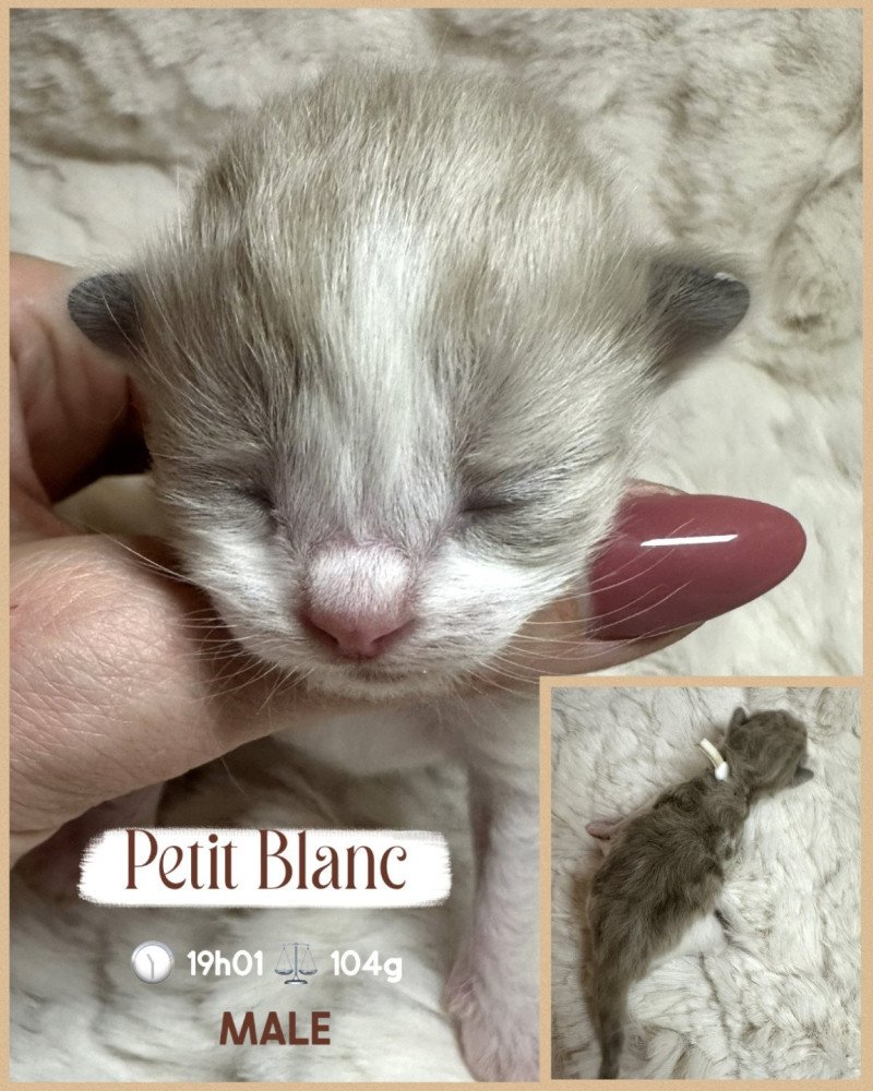 Auréo Mâle Ragdoll