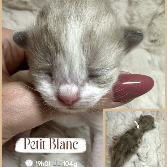 chaton Ragdoll Chatterie des Nuits d'Or