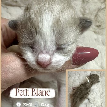 chaton Ragdoll Chatterie des Nuits d'Or