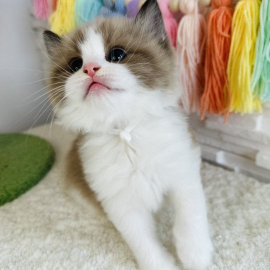 chaton Ragdoll seal mink bicolor Auréo Chatterie des Nuits d'Or