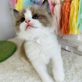 chaton Ragdoll seal mink bicolor Auréo Chatterie des Nuits d'Or