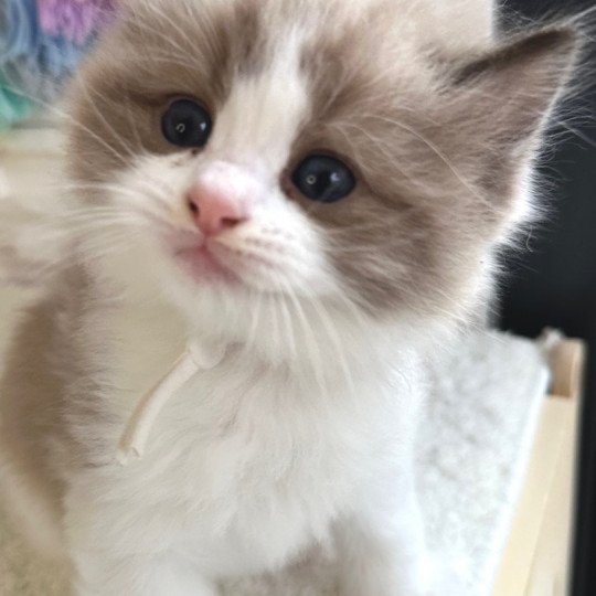 chaton Ragdoll seal mink bicolor Auréo Chatterie des Nuits d'Or