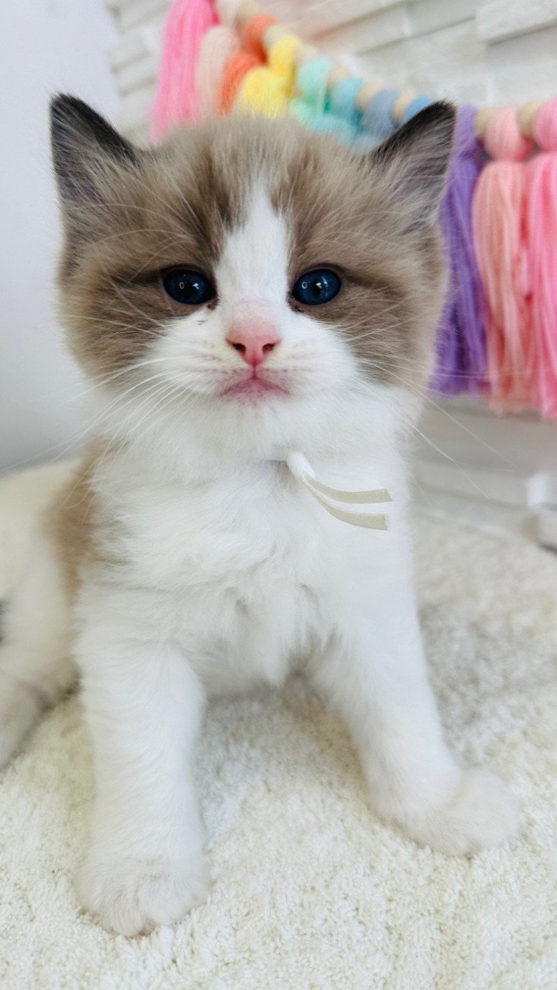 Auréo des Nuits d'Or Mâle Ragdoll