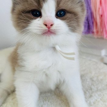 chaton Ragdoll seal mink bicolor Auréo Chatterie des Nuits d'Or