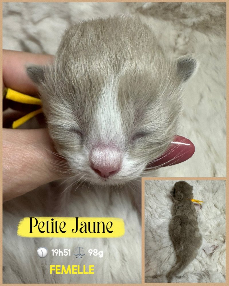 Athéna Femelle Ragdoll