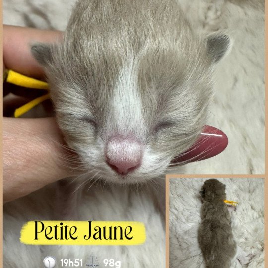 chaton Ragdoll Chatterie des Nuits d'Or