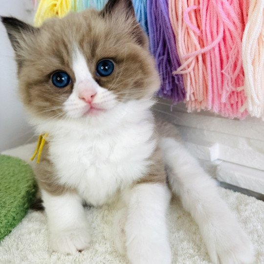 chaton Ragdoll seal mink bicolor Athéna Chatterie des Nuits d'Or