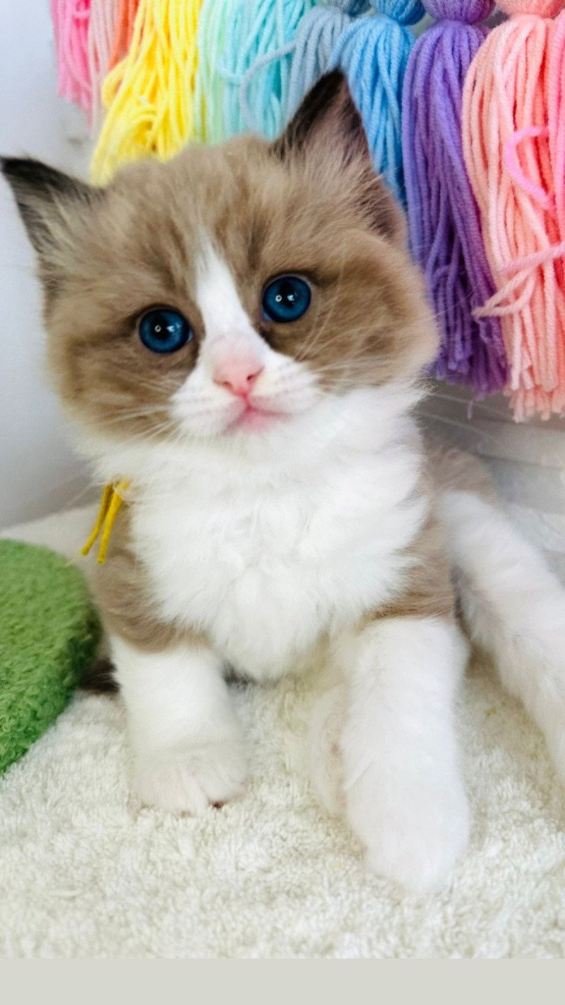 Athéna des Nuits d'Or Femelle Ragdoll