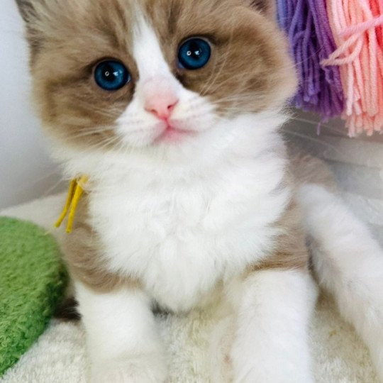 Athéna des Nuits d'Or Femelle Ragdoll