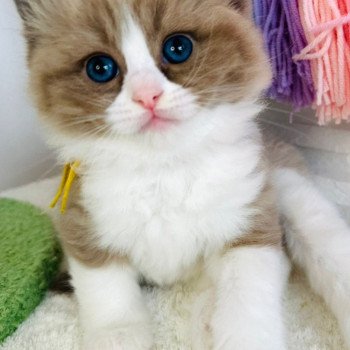 chaton Ragdoll seal mink bicolor Athéna Chatterie des Nuits d'Or