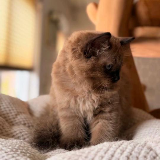 chat Cherubim seal mink point Suki Divine Zendolls Chatterie des Nuits d'Or