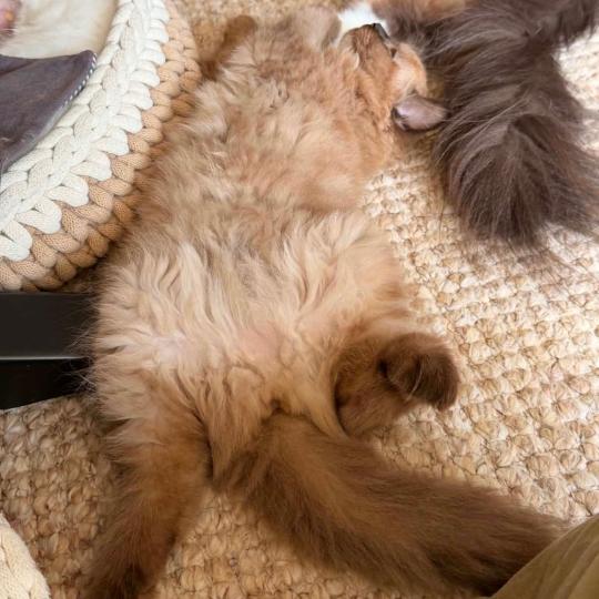 chat Cherubim seal mink point Suki Divine Zendolls Chatterie des Nuits d'Or
