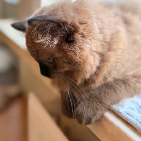 chat Cherubim seal mink point Suki Divine Zendolls Chatterie des Nuits d'Or