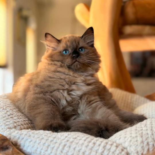 chat Cherubim seal mink point Suki Divine Zendolls Chatterie des Nuits d'Or