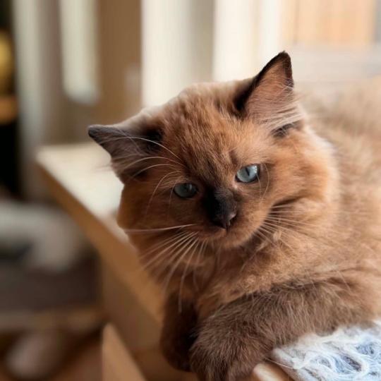 chat Cherubim seal mink point Suki Divine Zendolls Chatterie des Nuits d'Or