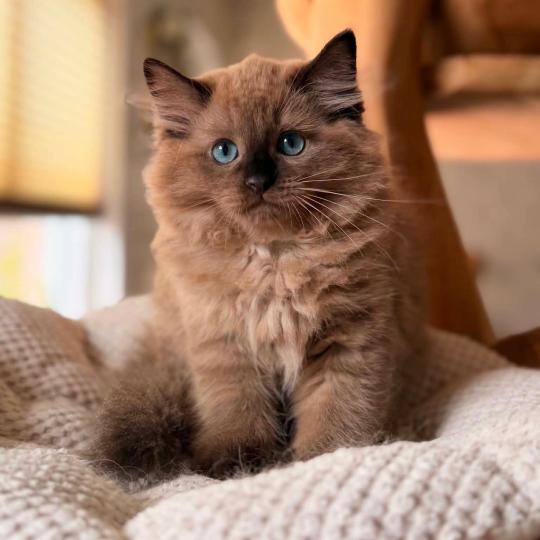 chat Cherubim seal mink point Suki Divine Zendolls Chatterie des Nuits d'Or