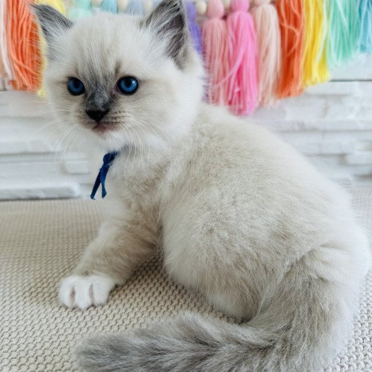 Alaska Blue Mâle Ragdoll