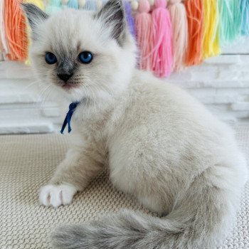 chaton Ragdoll blue point mitted Alaska Chatterie des Nuits d'Or