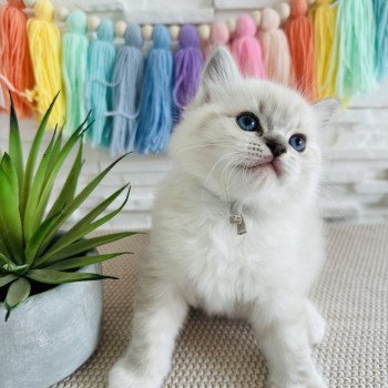 chaton Ragdoll blue tabby point mitted Ange Chatterie des Nuits d'Or