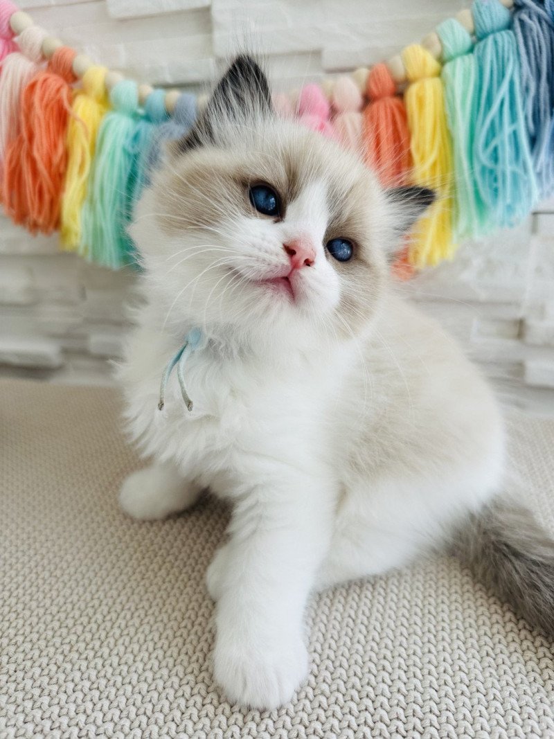 Arpège Mâle Ragdoll