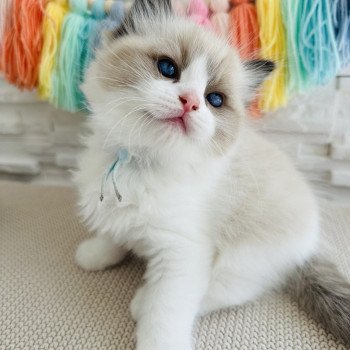 chaton Ragdoll black bicolor Azur Chatterie des Nuits d'Or