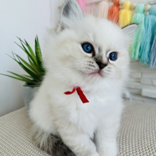 Aria Femelle Ragdoll